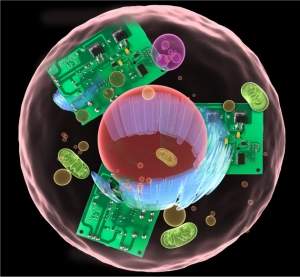Eletrnica analgica modela reaes em clulas vivas