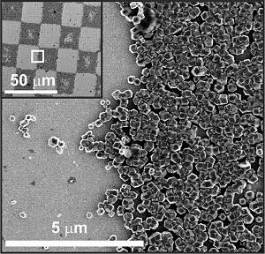 Bactrias magnticas inspiram criao de biocomputadores