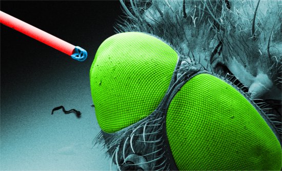 Microcmera pode ser injetada com uma seringa
