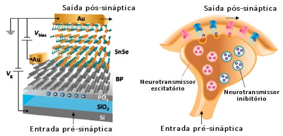 Sinapse artificial com pré-sinapse para inteligência artificial em hardware