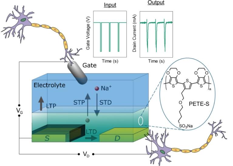 Transstor que aprende vira sinapse para processador neuromrfico