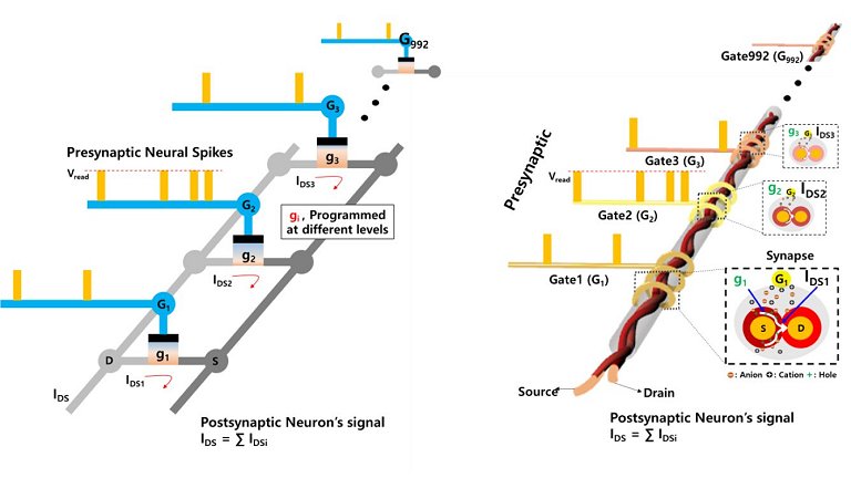 Neurotransistores funcionam e se conectam mutuamente como neurnios