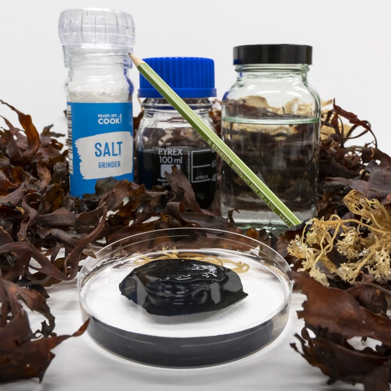 Eletrnica comestvel: Algas marinhas viram sensores de sade e condicionamento fsico