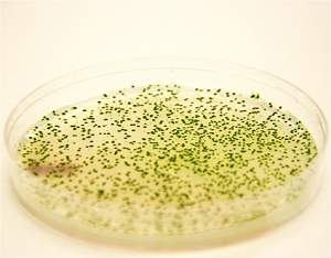 Bactrias despontam na produo de biocombustveis