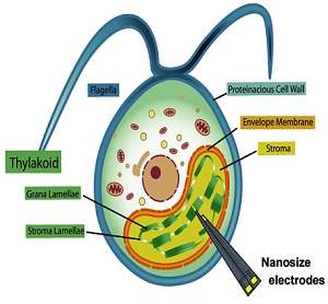 Bioeletricidade: energia é captada diretamente das plantas