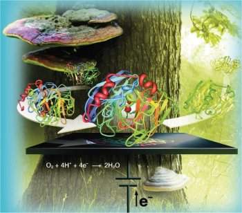 Cogumelo faz biocélula produzir eletricidade continuamente