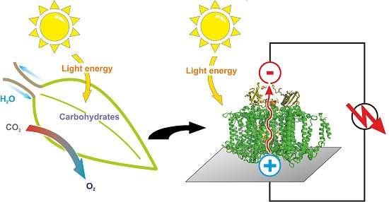 Folha artificial gera energia fazendo fotossntese natural