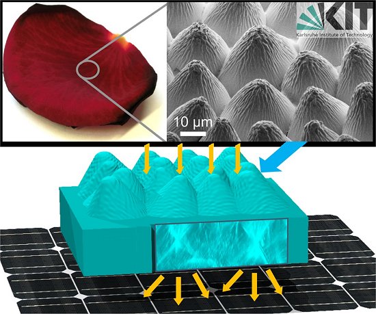 Pétalas de rosa aumentam eficiência de células solares