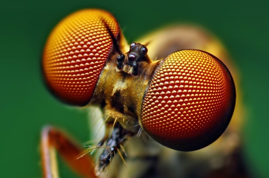 Olho de inseto inspira painis solares eficientes e belos