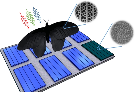 Asa de borboleta aumenta absorção de células solares em 200%