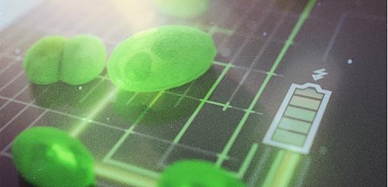 Painel biofotovoltaico usa algas em vez de clulas solares de silcio