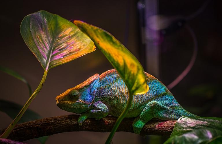 Nanolaser muda de cor inspirado em camaleo