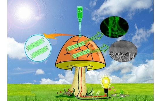 Cogumelo binico gera eletricidade