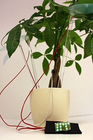 Plantas geram eletricidade para acender 100 LEDs