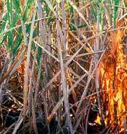 Poluio da queima da cana-de-acar questiona vantagens dos biocombustveis
