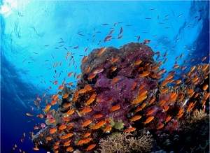 Amaznia Azul: um oceano to rico quanto a Amaznia verde