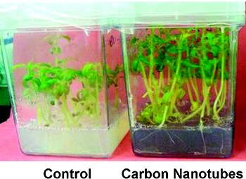 Nano-agricultura: nanotubos tm efeito gigantesco sobre crescimento de plantas