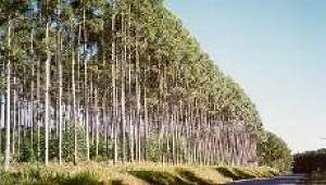 Esgoto substitui adubo e aumenta produo de madeira de eucaliptos