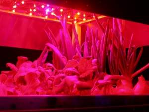 Iluminação com LEDs produz vegetais mais saudáveis