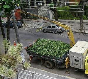 Resíduos da arborização urbana podem ser reaproveitados