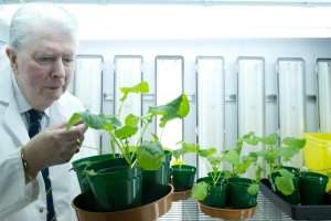 Revolução agrícola: bactérias fazem plantas sintetizaram nitrogênio do ar