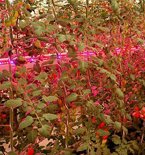LEDs fornecem suplementao luminosa para plantas