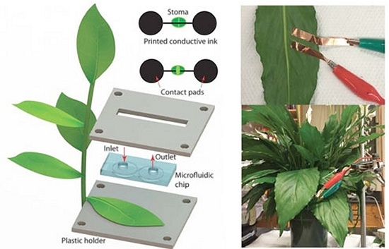 Sensores impressos em plantas mostram hora da irrigao