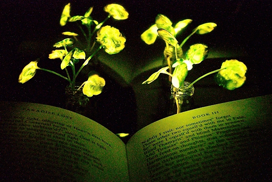 Cientistas criam plantas que brilham como em Avatar