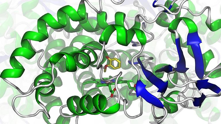 Descoberta enzima que transforma biomassa em bioprodutos