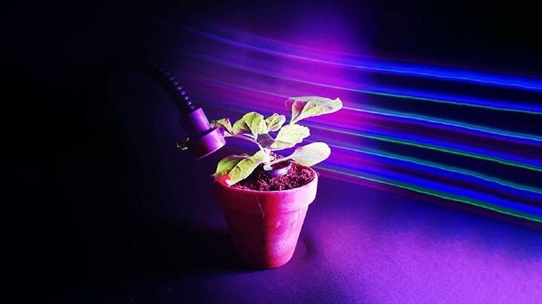 Plantas controladas com luz prometem dispensar agrotxicos