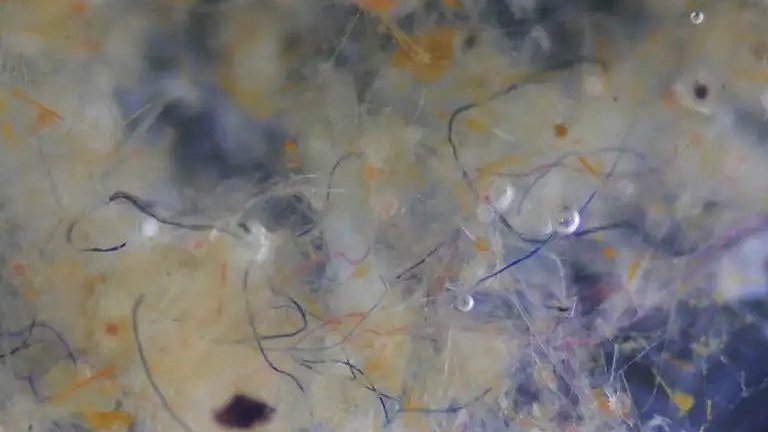 Microfibras nos oceanos no so plstico, so fibras de algodo e l