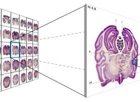 Imagens do crebro na internet renem 50 terabytes de dados