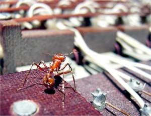 Formigas digitais usam inteligncia conjunta para defender computadores