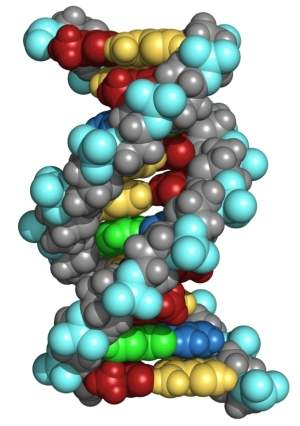 Cdigo gentico do DNA  descrito matematicamente por brasileiros