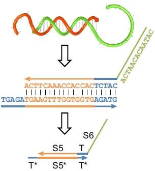 Processador molecular faz cálculos com moléculas de DNA
