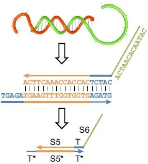 Computador de DNA