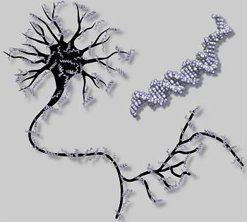 Primeira rede neural artificial feita com moléculas de DNA