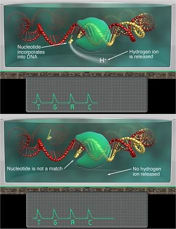 Chip sequenciador decodifica DNA prton por prton