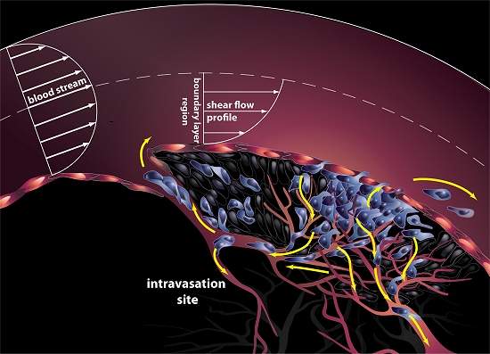 Software de animao ajuda a modelar metstase do cncer