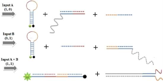 Biocomputador de DNA
