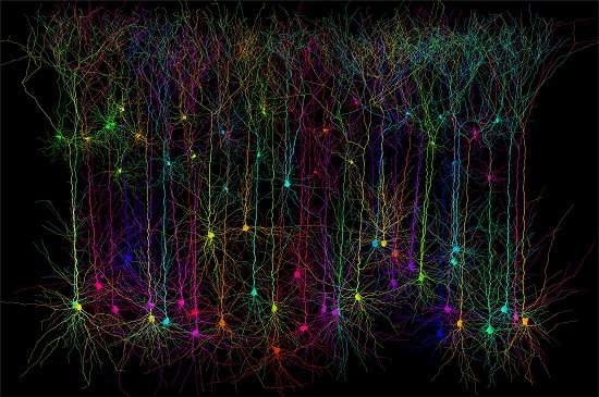 Descobertos computadores sub-neurais no cérebro