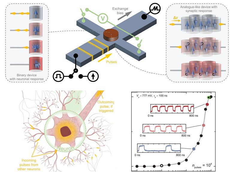 Hardware neuromrfico imita neurnio e sinapse com o mesmo material