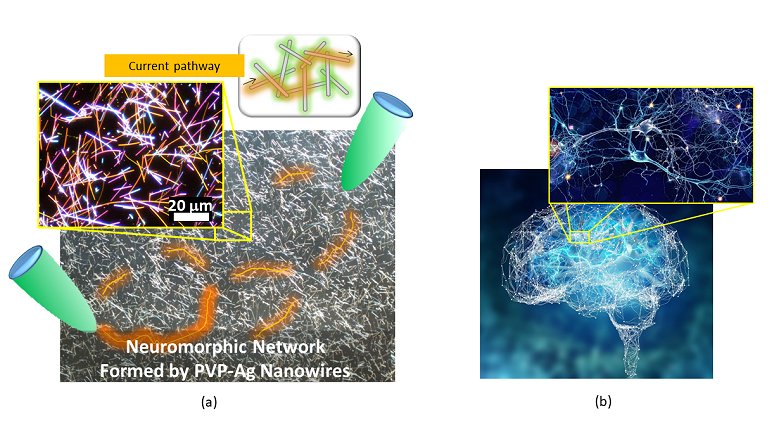 Funes cerebrais emergem em uma rede de nanofios