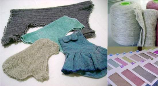 Pelo de poodle produz lã e roupas para mascotes