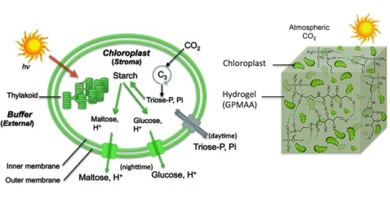 Material respira CO2 do ar e cresce como planta