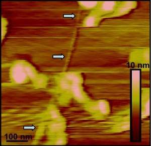 Bactria produz nanofios condutores de eletricidade