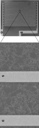 Doena gentica hereditria  detectada por transistores de nanotubos
