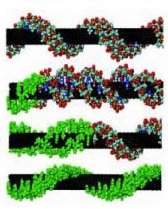 Nanotubos de carbono servem como sensores em clulas vivas