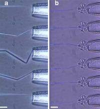 Nanopipetas de carbono so flexveis e multifuncionais