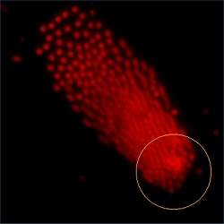 Holografia  usada em biochips e na montagem de nanomquinas